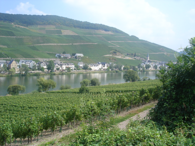 031 - PAYSAGE DES BORDS DE LA MOSELLE 12.JPG